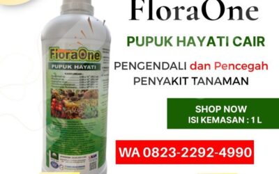 ALAMI!!! TELP! 0823-2292-4990, AGEN Pupuk kakao yang bagus Majene, DISTRIBUTOR Pupuk kakao umur 1 bulan PasangKayu, PRODUSEN Pupuk kakao agar berbuah lebat dan besar Mamasa