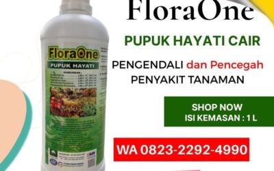 ORGANIK!!! TELP! 0823-2292-4990, JUAL Pupuk kakao baru tanam Mamuju, AGEN Pupuk kakao yang bagus Majene, DISTRIBUTOR Pupuk kakao umur 1 bulan PasangKayu