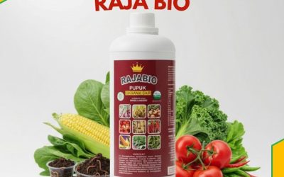 ORGANIK!!! TELP! 0856-0062-1900, SUPPLIER Pupuk cor bawang merah Nagekeo, PENYEDIA Pupuk cair bawang merah Sumba Barat Daya