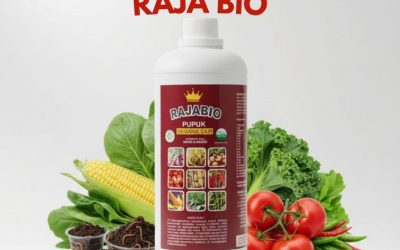 SEDANG DISKON!!! TELP! 0856-0062-1900, TOKO Pupuk bawang bombay Manggarai Barat, SUPPLIER Pupuk cor bawang merah Nagekeo