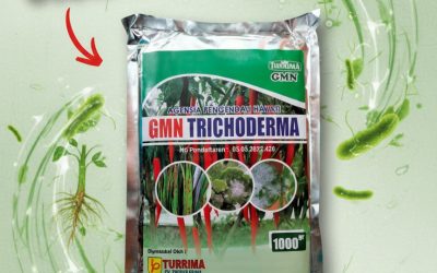 SEDANG DISKON!!! TELP! 0813-2747-3262, TOKO Pupuk GMN Trichoderma Kediri, SUPPLIER Pupuk hayati Trichoderma Pasuruan, PENYEDIA Pupuk Trichoderma untuk layu fusarium Jombang