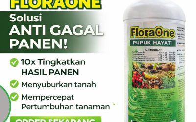ALAMI!!! TELP! 0812-2882-4834, JUAL Pupuk dasar jagung manis Alor, AGEN Pupuk jagung FLORAONE Malaka, DISTRIBUTOR Pupuk jagung fase vegetatif Ngada