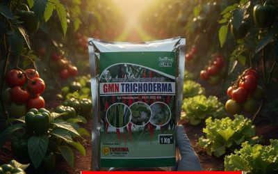 SEDANG PROMO!!! TELP! 0823-2292-4990, PABRIK Pupuk Padi ciherang jumbo Bireuen, JUAL Pupuk Padi padi ciherang sugih masa vegetatif Pidie Jaya