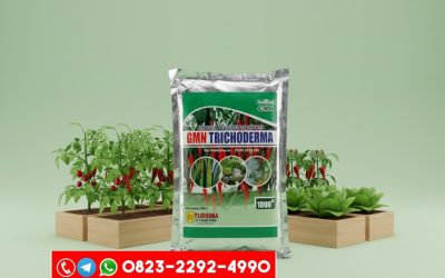 TERBAIK!!! TELP! 0823-2292-4990, DISTRIBUTOR Pupuk awal Tanaman Padi bridantara 8 Banda Aceh, PRODUSEN Pupuk awal tanaman Padi cakrabuana Aceh Utara