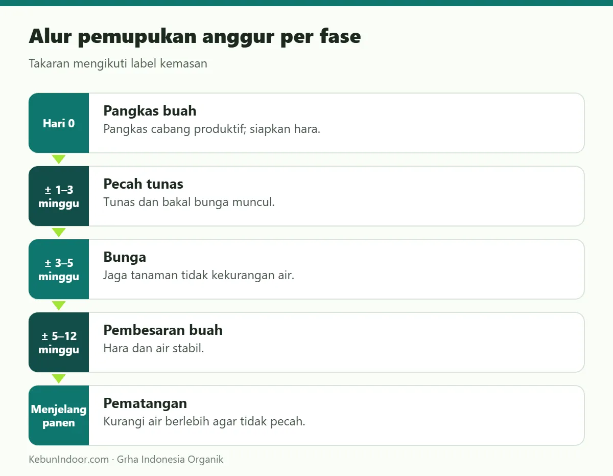 Alur pemupukan anggur dengan POC Ben Subur untuk Anggur