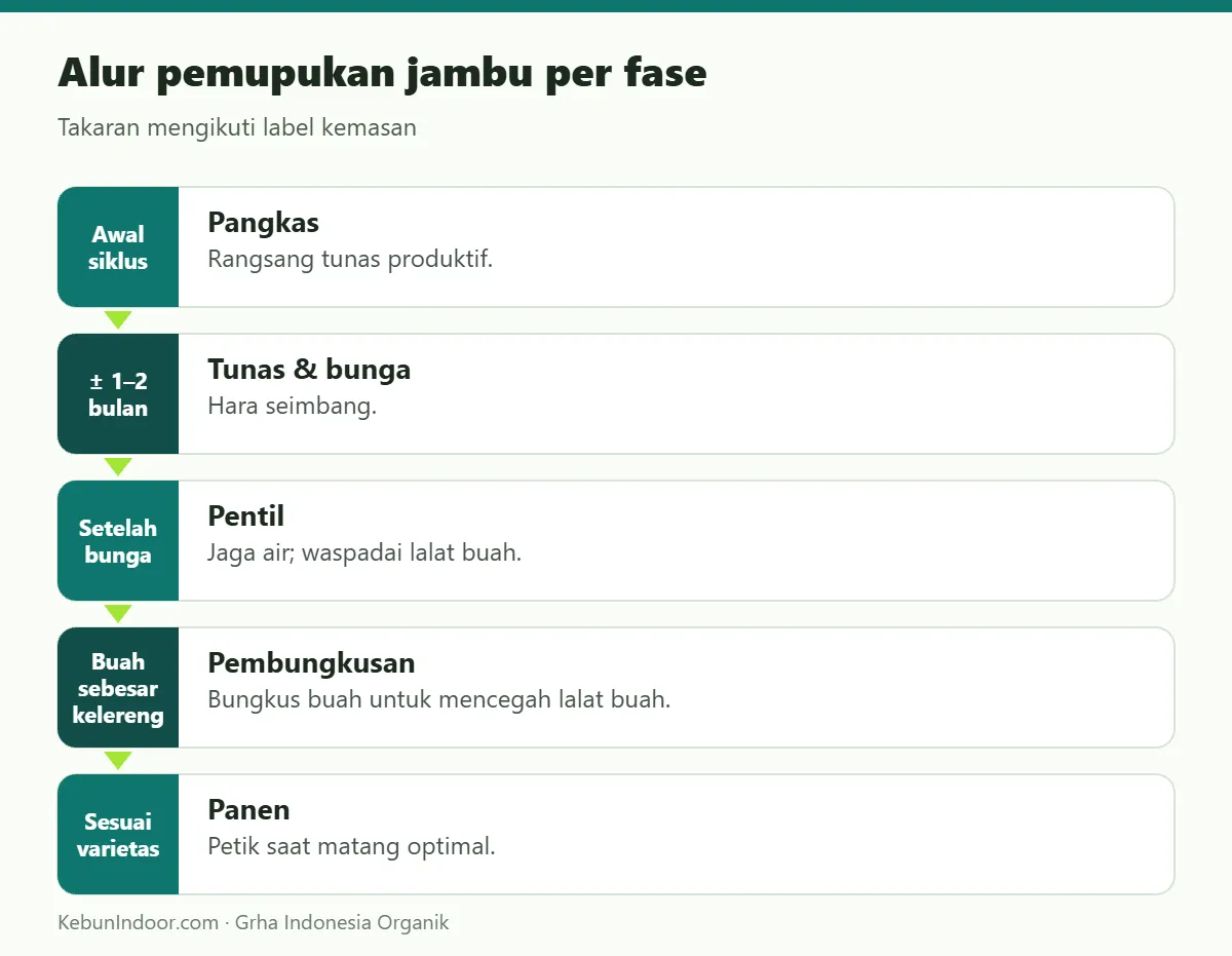 Alur pemupukan jambu dengan POC Ben Subur untuk Jambu