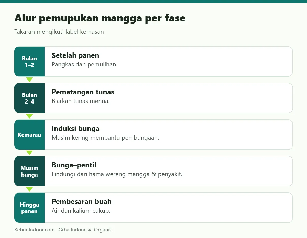 Alur pemupukan mangga dengan POC Ben Subur untuk Mangga
