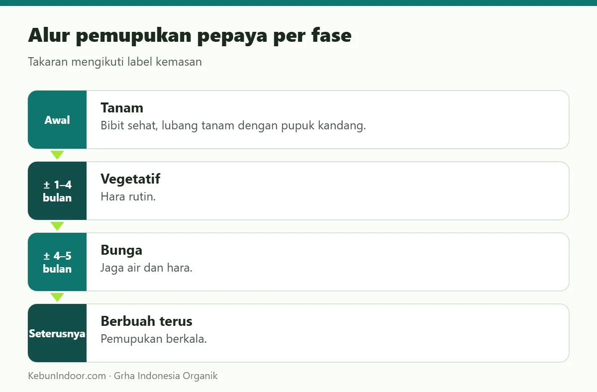 Alur pemupukan pepaya dengan POC Ben Subur untuk Pepaya