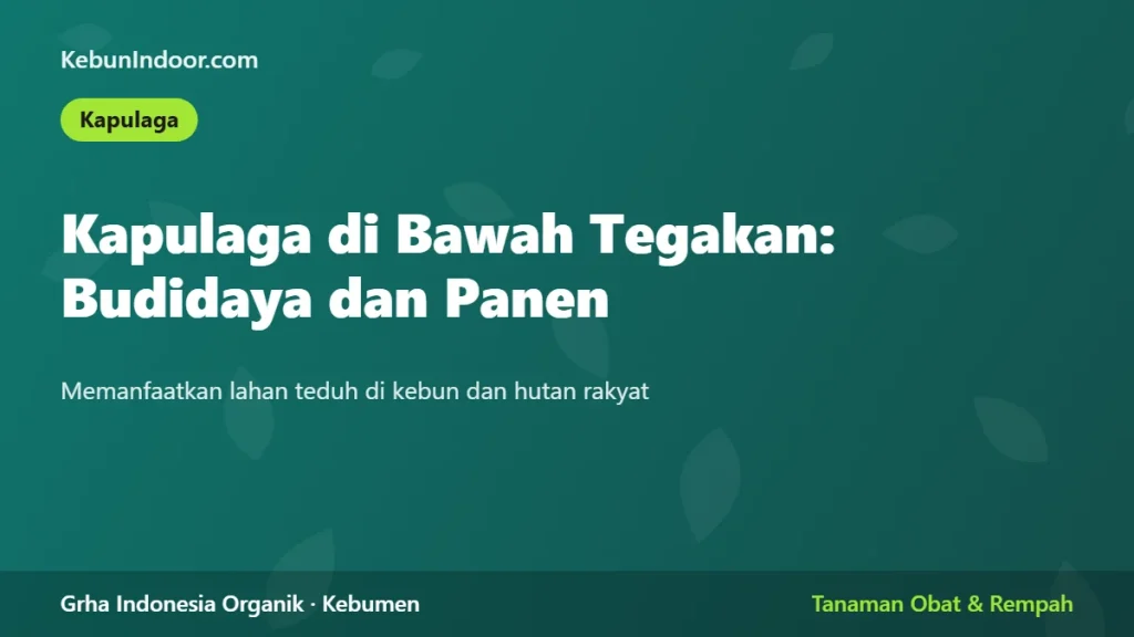 Kapulaga di Bawah Tegakan: Budidaya dan Panen