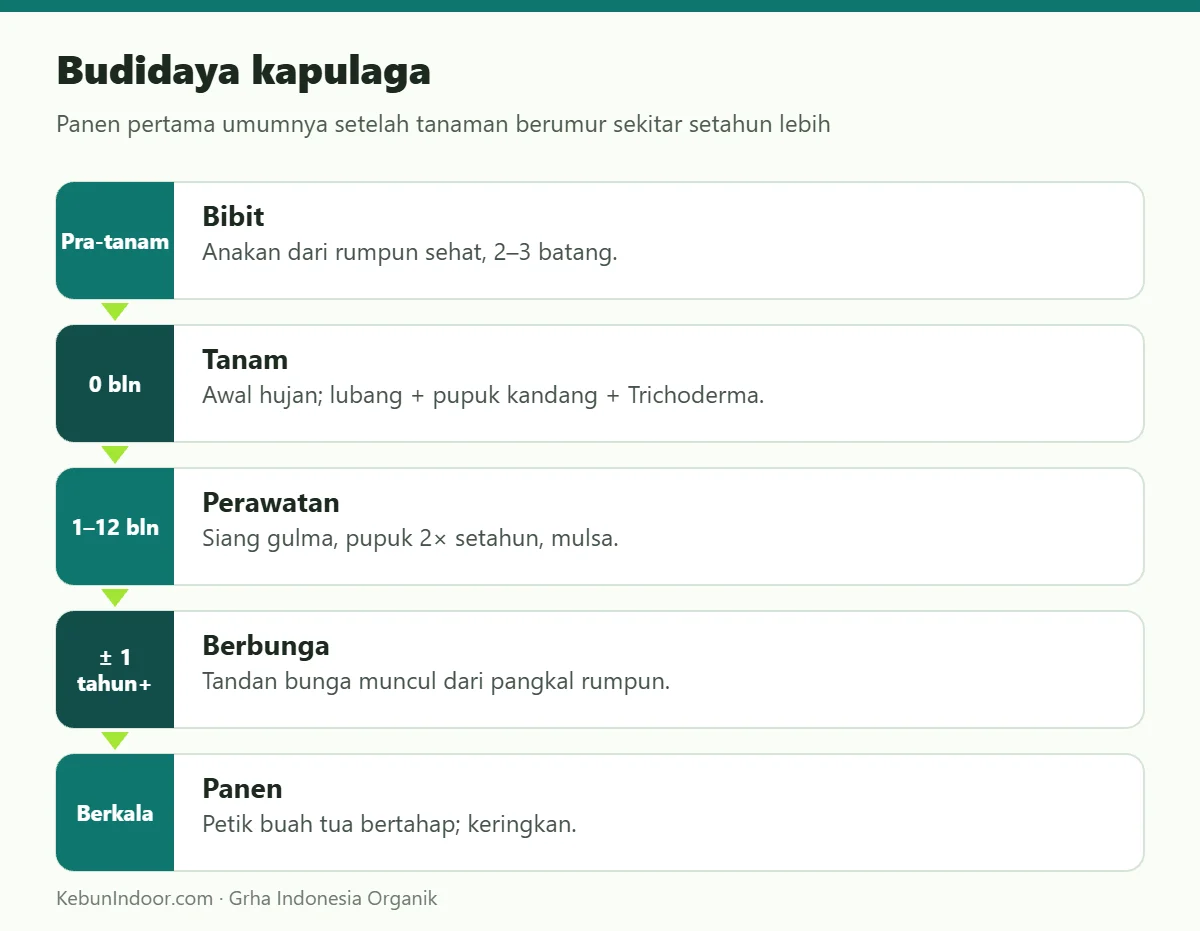 Budidaya kapulaga