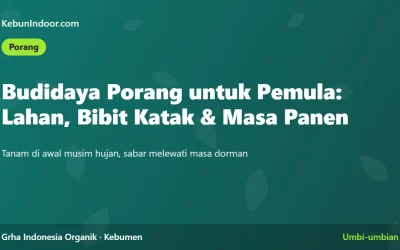 Budidaya Porang untuk Pemula: Lahan, Bibit Katak, dan Masa Panen