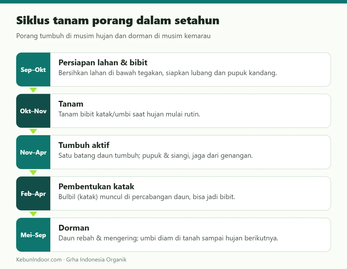 Siklus tanam porang dalam setahun