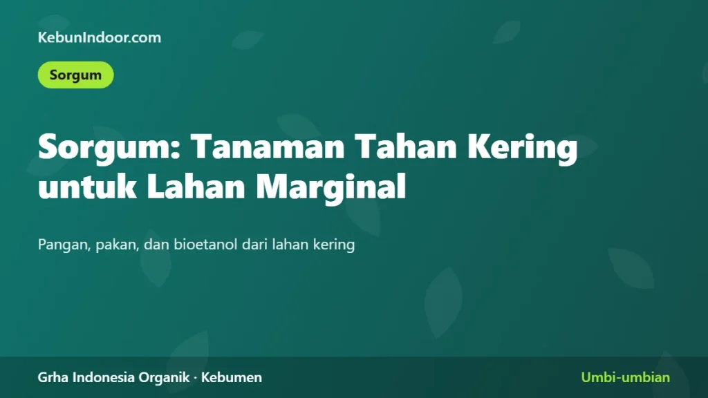 Sorgum: Tanaman Tahan Kering untuk Lahan Marginal