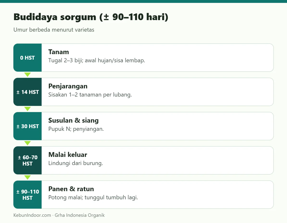 Budidaya sorgum (± 90–110 hari)