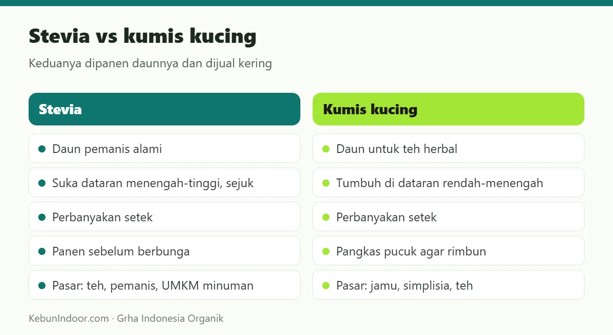 Stevia vs kumis kucing