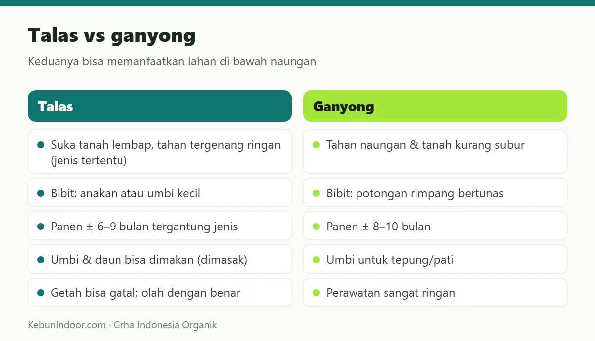Talas vs ganyong