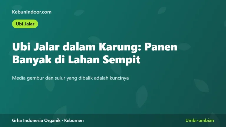 Ubi Jalar dalam Karung: Panen Banyak di Lahan Sempit