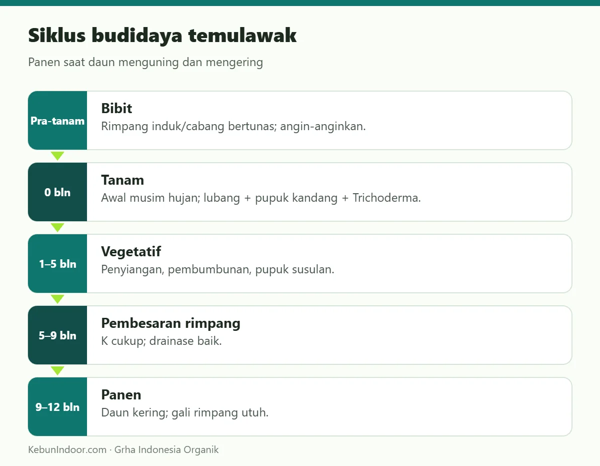 Siklus budidaya temulawak