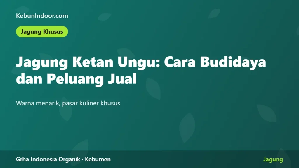 Jagung Ketan Ungu: Cara Budidaya dan Peluang Jual