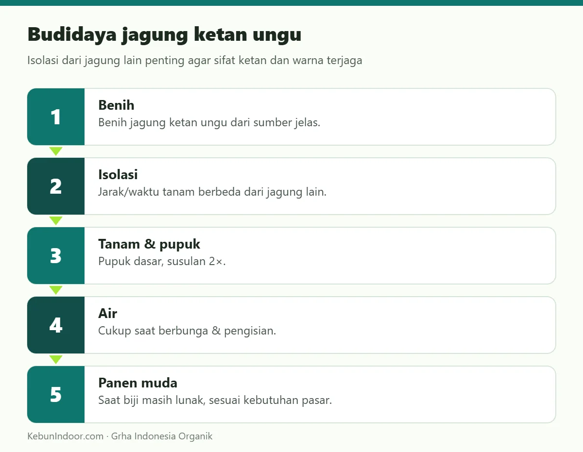 Budidaya jagung ketan ungu