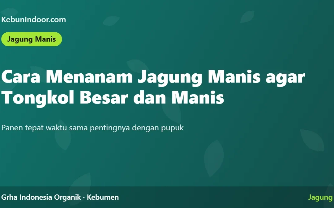 Cara Menanam Jagung Manis agar Tongkol Besar dan Manis
