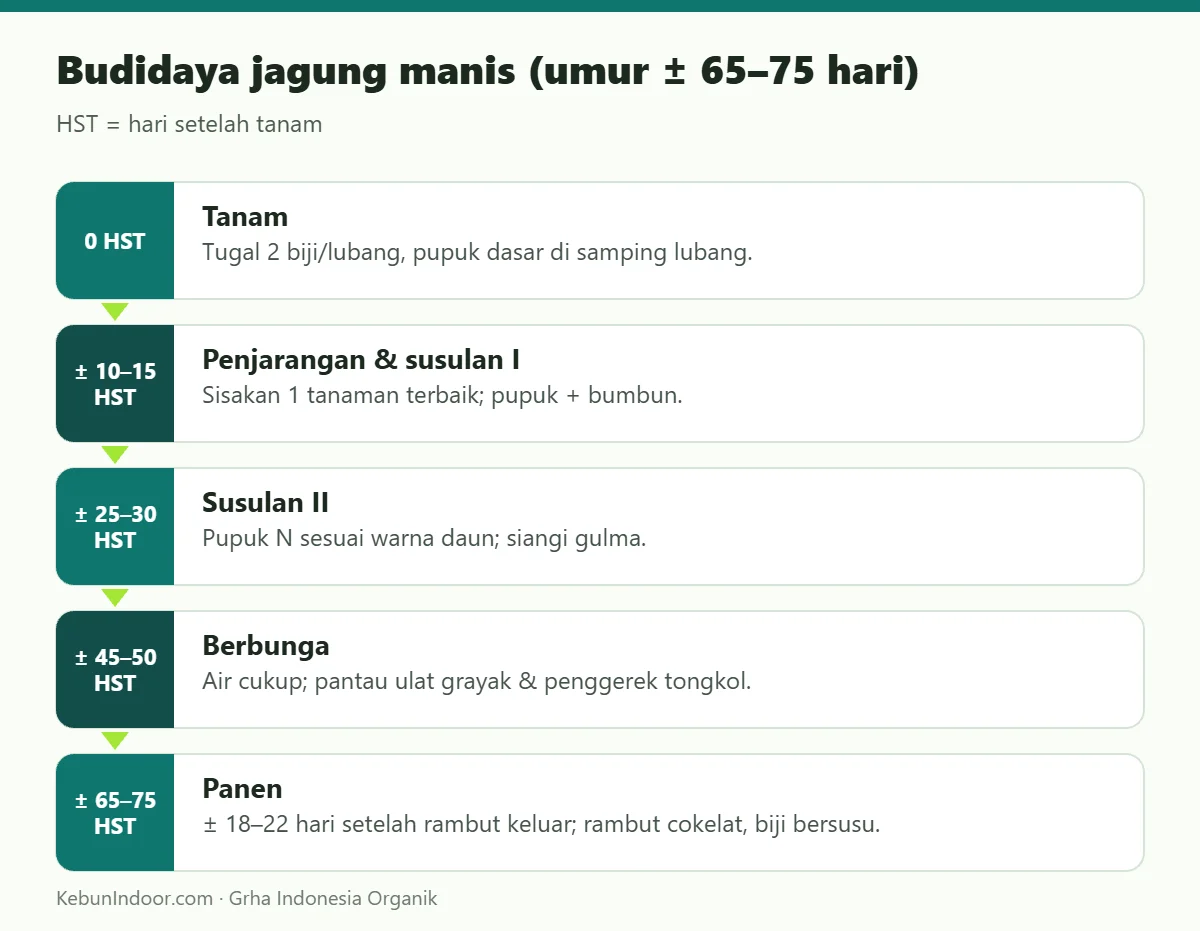 Budidaya jagung manis (umur ± 65–75 hari)