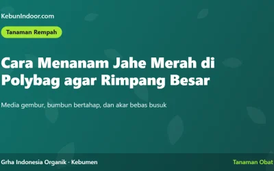 Cara Menanam Jahe Merah di Polybag agar Rimpang Besar
