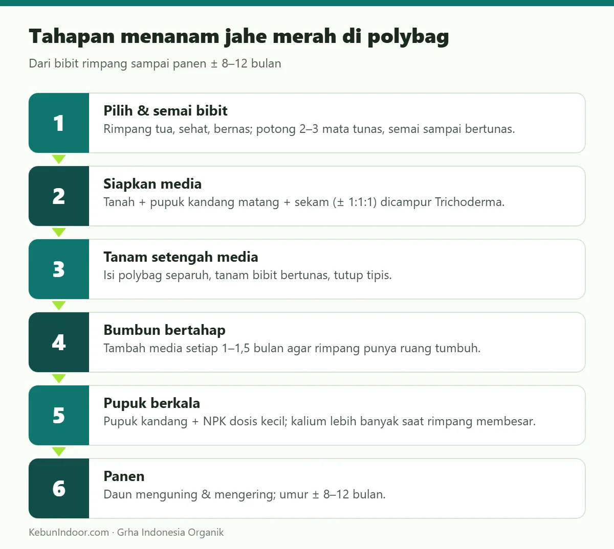 Tahapan menanam jahe merah di polybag
