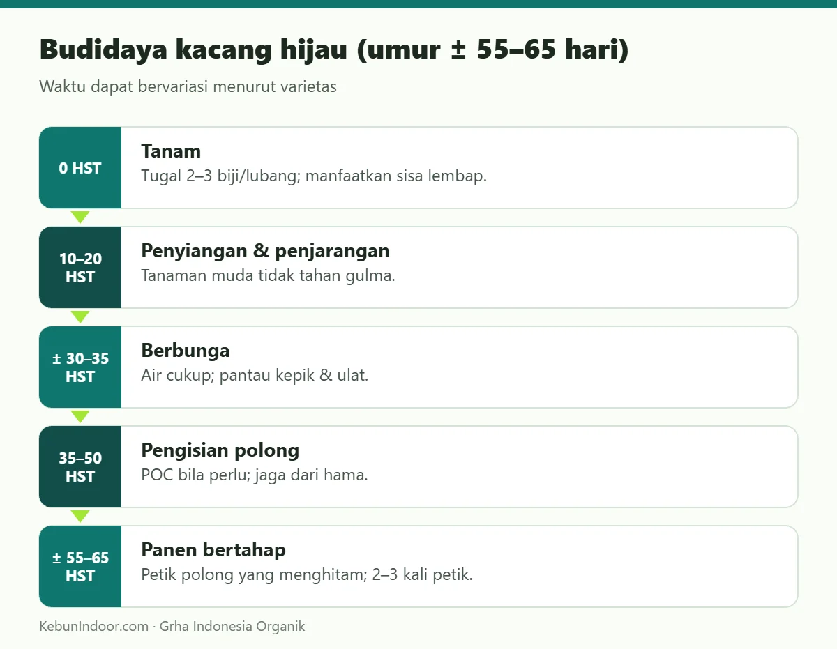 Budidaya kacang hijau (umur ± 55–65 hari)