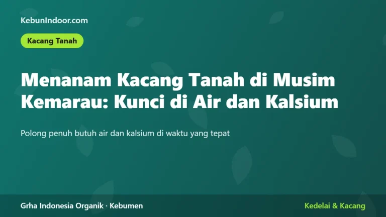 Menanam Kacang Tanah di Musim Kemarau: Kunci di Air dan Kalsium