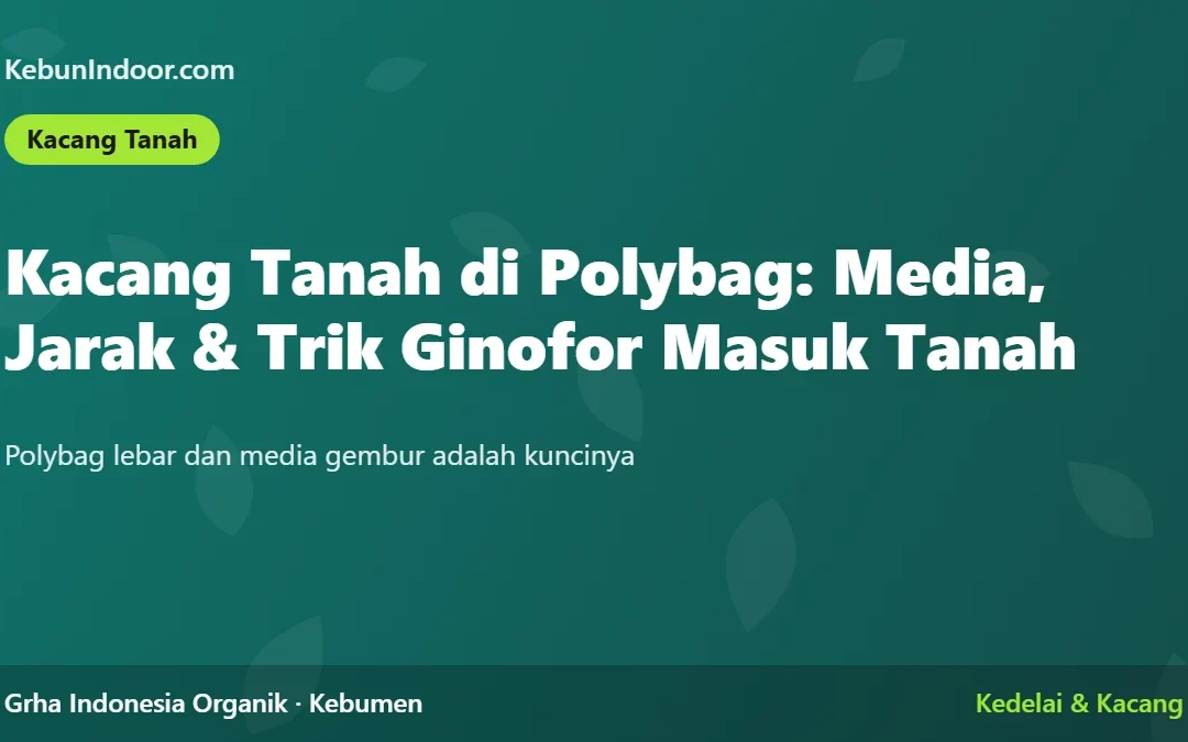 Kacang Tanah di Polybag: Media, Jarak Tanam, dan Trik Ginofor Masuk Tanah