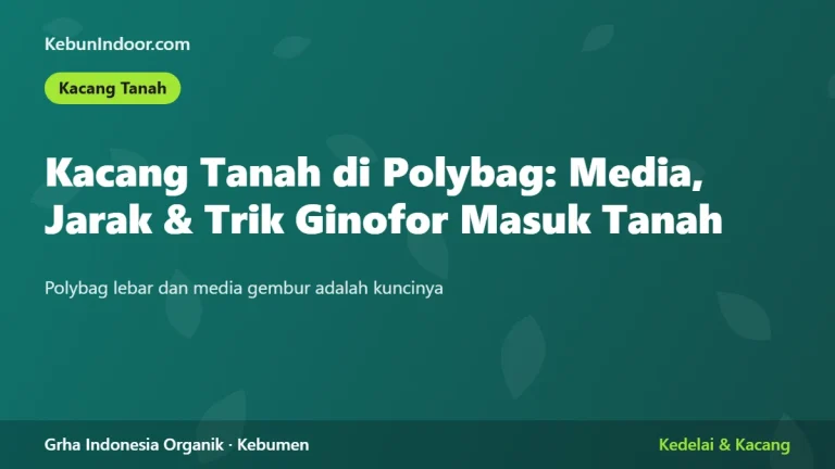 Kacang Tanah di Polybag: Media, Jarak Tanam, dan Trik Ginofor Masuk Tanah