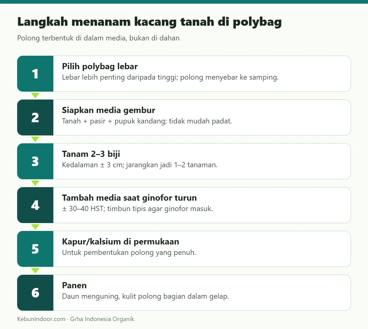 Langkah menanam kacang tanah di polybag