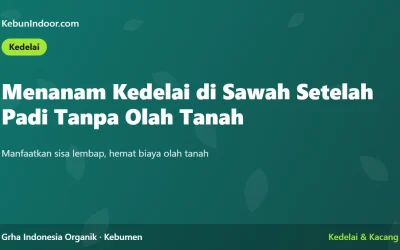 Cara Menanam Kedelai di Sawah Setelah Padi Tanpa Olah Tanah