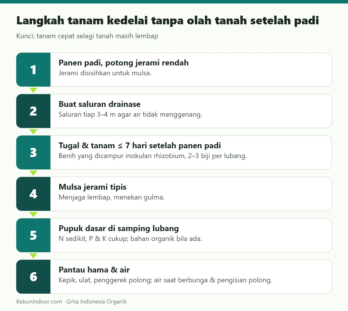 Langkah tanam kedelai tanpa olah tanah setelah padi