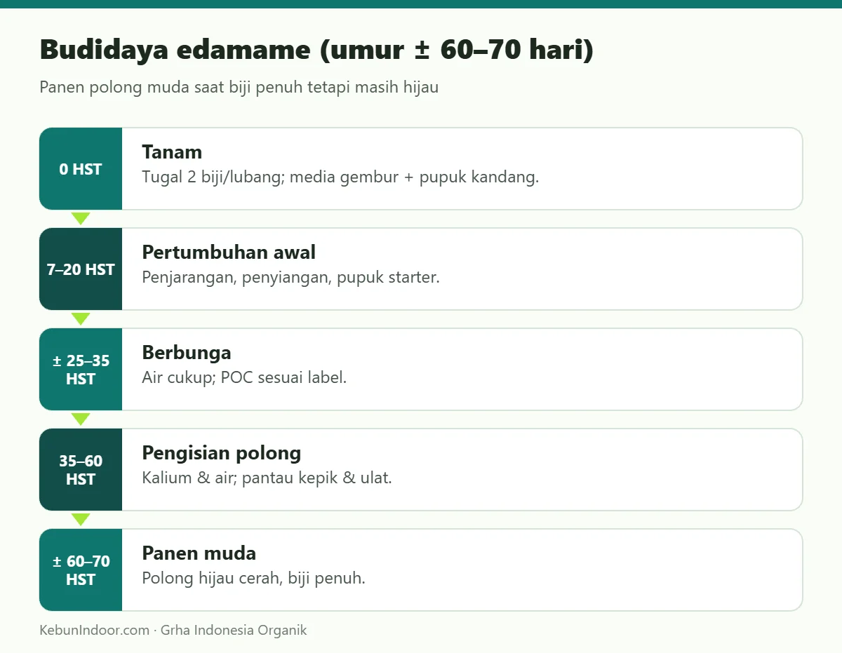 Budidaya edamame (umur ± 60–70 hari)