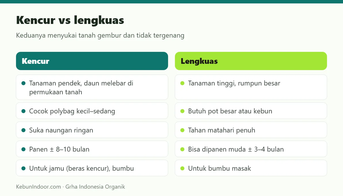Kencur vs lengkuas