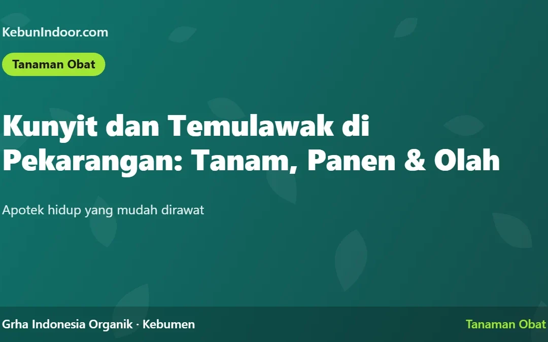 Kunyit dan Temulawak di Pekarangan: Cara Tanam, Panen, dan Olah Sederhana