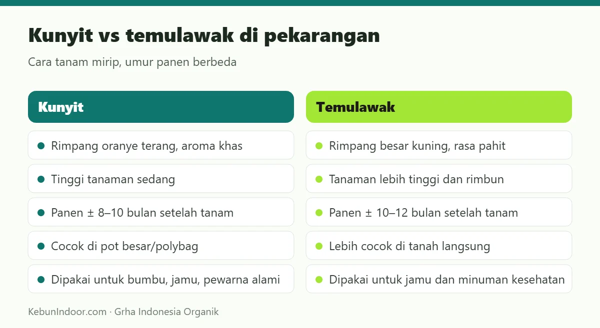 Kunyit vs temulawak di pekarangan