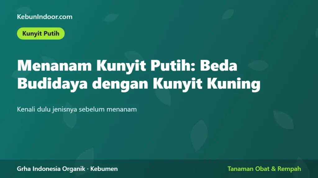 Menanam Kunyit Putih: Beda Budidaya dengan Kunyit Kuning