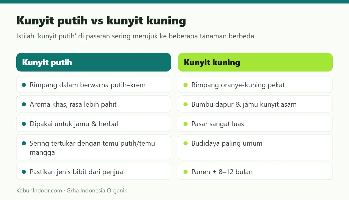 Kunyit putih vs kunyit kuning
