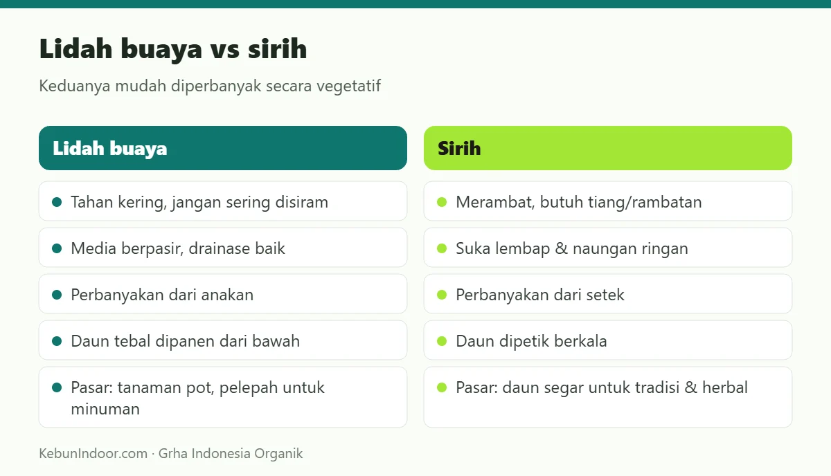 Lidah buaya vs sirih