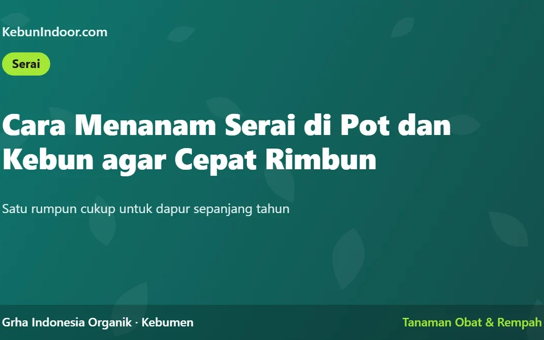 Cara Menanam Serai di Pot dan Kebun agar Cepat Rimbun
