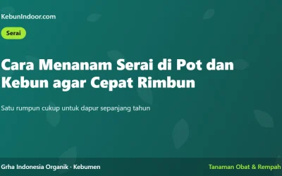 Cara Menanam Serai di Pot dan Kebun agar Cepat Rimbun