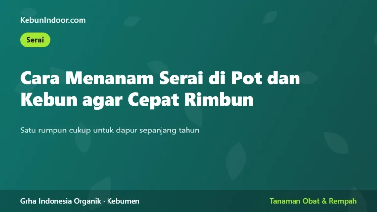 Cara Menanam Serai di Pot dan Kebun agar Cepat Rimbun