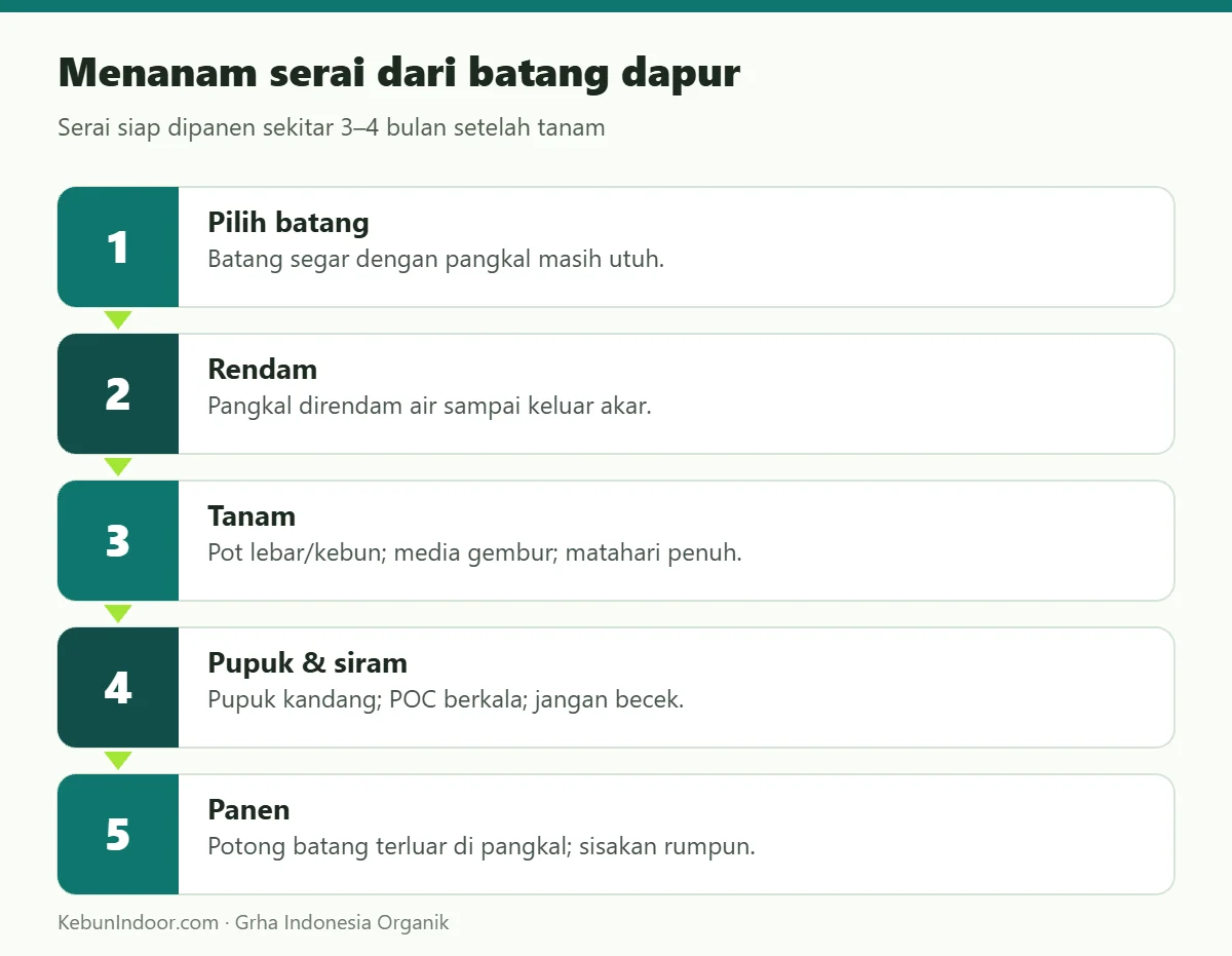 Menanam serai dari batang dapur