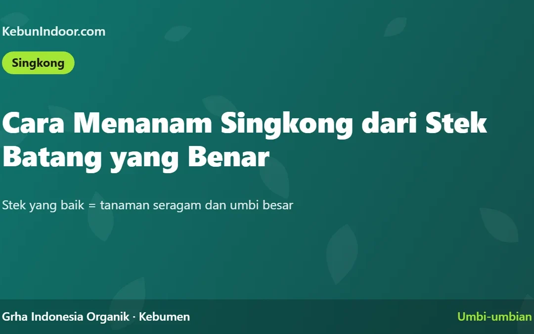 Cara Menanam Singkong dari Stek Batang yang Benar