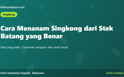 Cara Menanam Singkong dari Stek Batang yang Benar