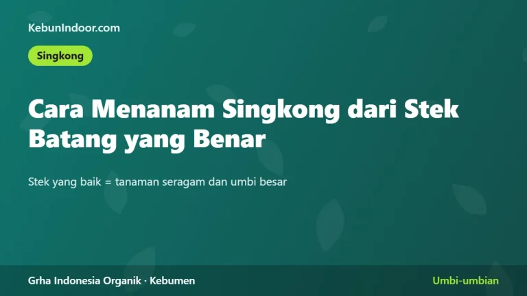 Cara Menanam Singkong dari Stek Batang yang Benar