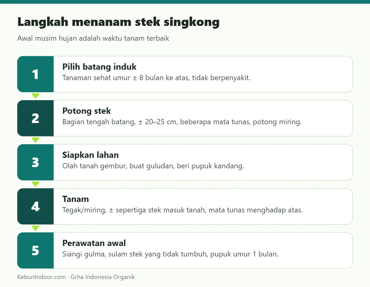 Langkah menanam stek singkong